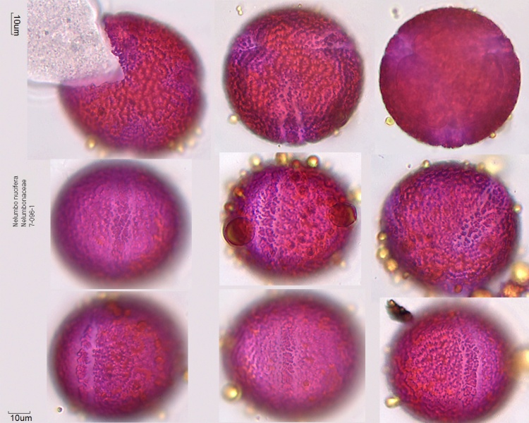 Pollen von Nelumbo nucifera, 7-096-1]]