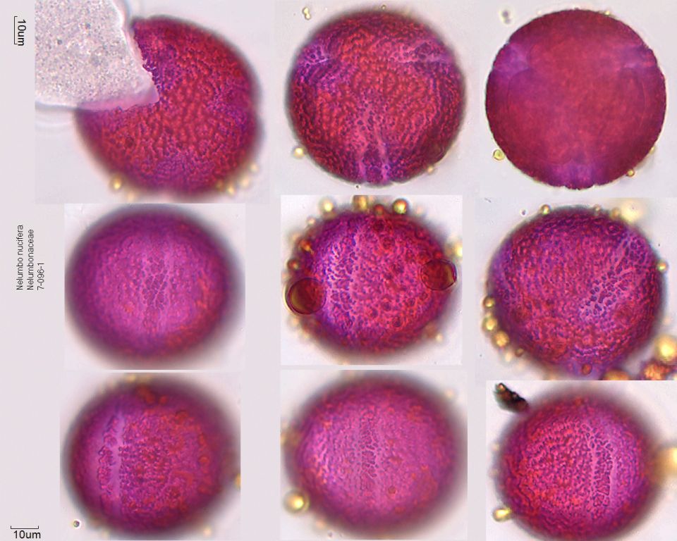 Pollen von Nelumbo nucifera, 7-096-1