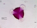 Bauhinia monandra (6).jpg