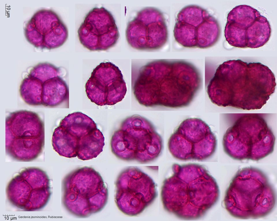 Pollen von Gardenia jasminoides