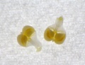 Pollinarien von Rhynchostylis gigantea Länge ca.3 mm.JPG