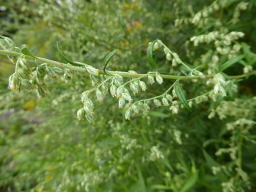 artemisia-vulgaris-pollen-wiki