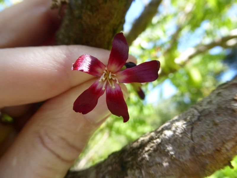 Datei:VAverrhoa bilimbi (1).JPG