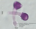 Verbascum densiflorum (3).jpg