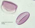 Amaryllis species (4).jpg