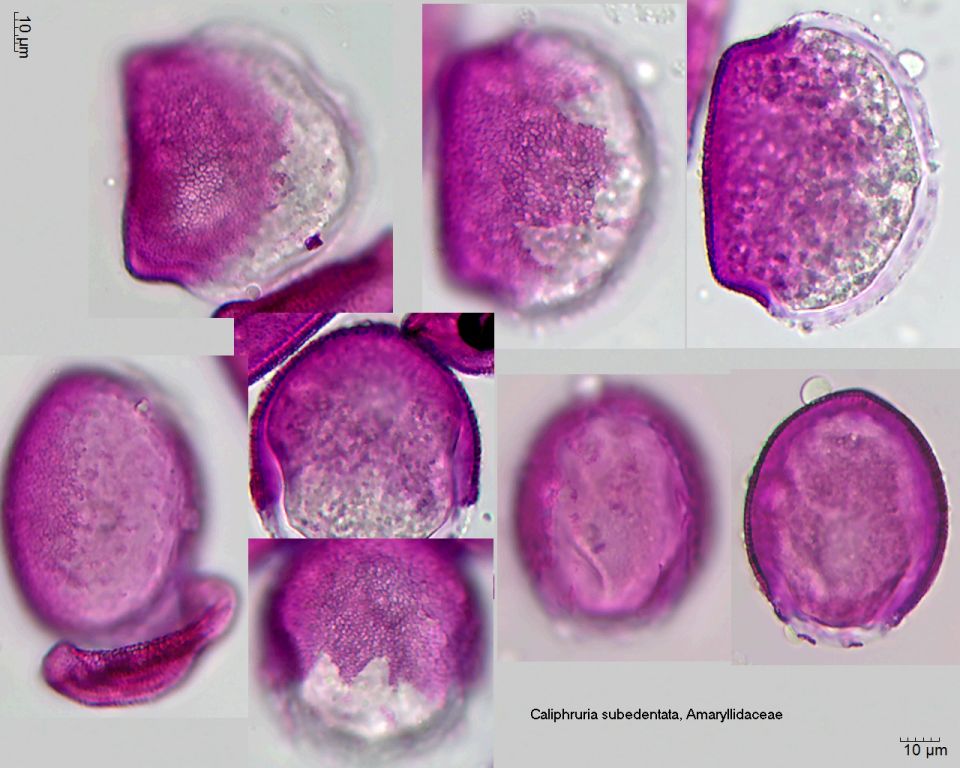 Pollen von Caliphruria subedentata