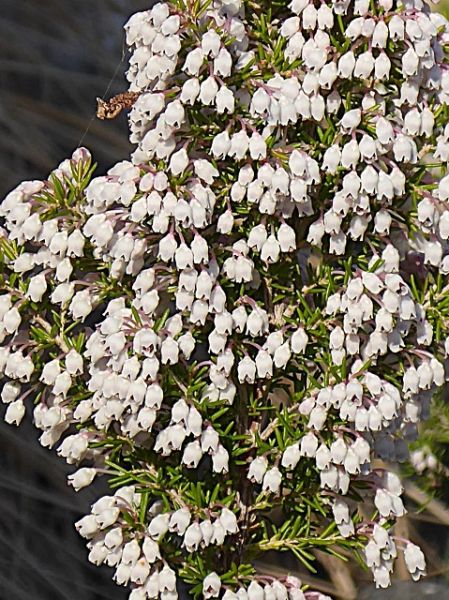 Datei:VErica arborea.JPG