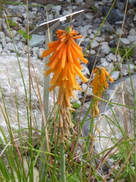 Datei:VKniphofia galpinii.JPG