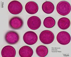 Kategorie:Vitaceae – Pollen-Wiki
