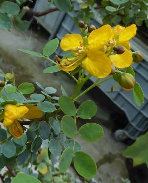 VCassia purpusii.JPG