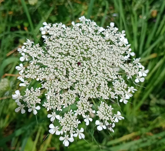Datei:VDaucus carota.JPG