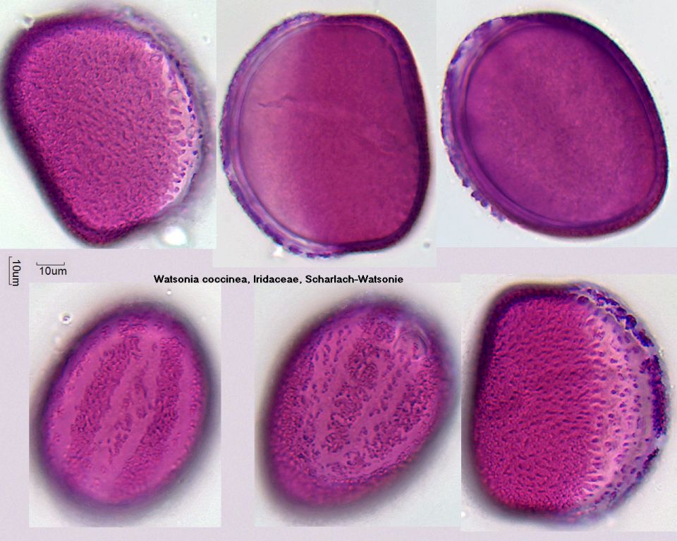 Pollen von Watsonia coccinea