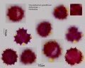 Chrysanthemum grandiflorum (2).jpg