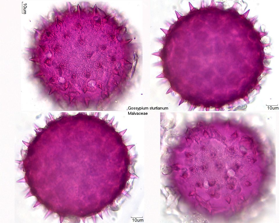 Pollen von Gossypium sturtianum