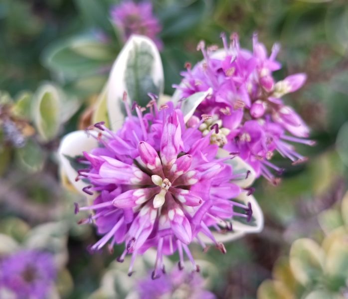 Datei:VHebe andersonii.JPG