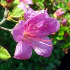 VRhododendron japonicum.JPG