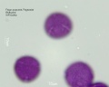 Fagus purpurea (4).jpg