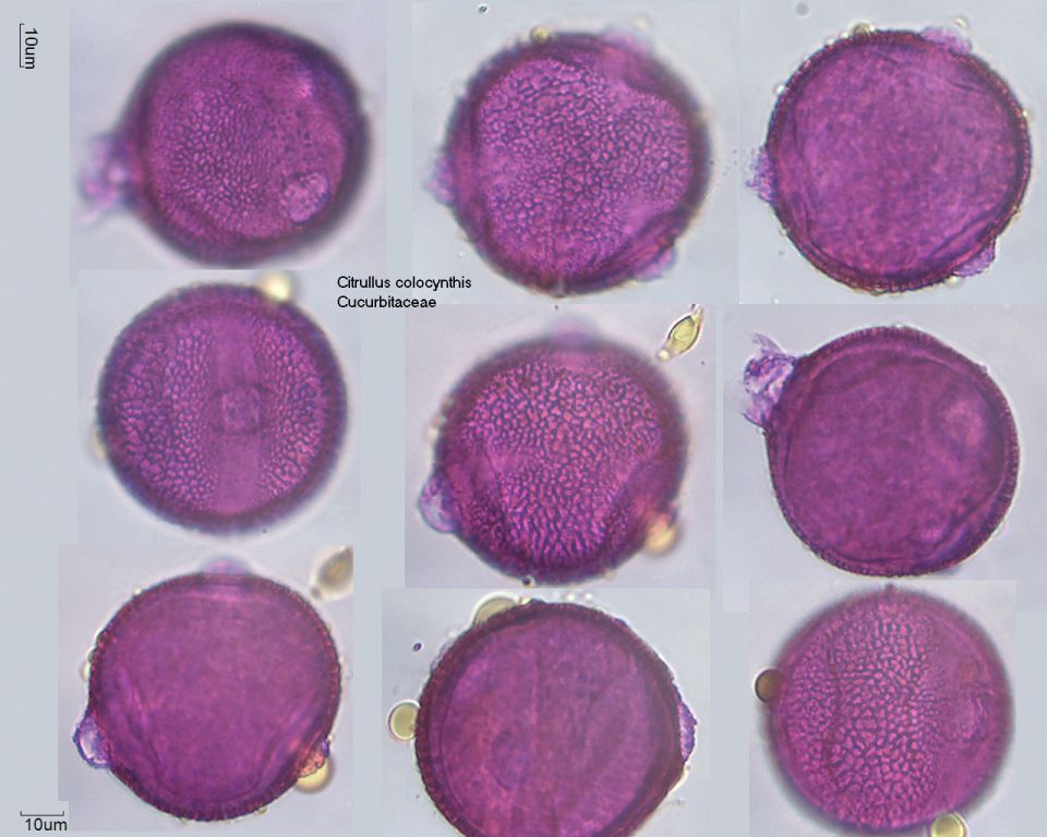 Pollen von Citrullus colocynthis