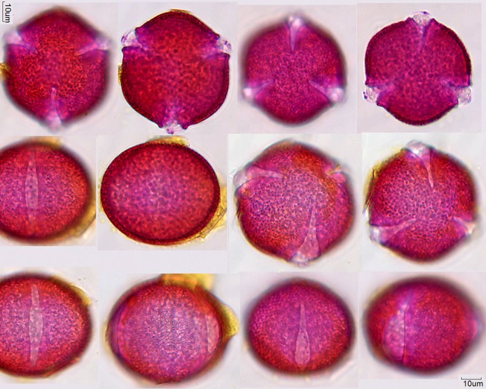 Pollen von Euphorbia lathyris