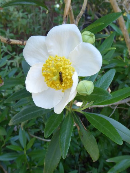 Datei:VCarpenteria californica.JPG