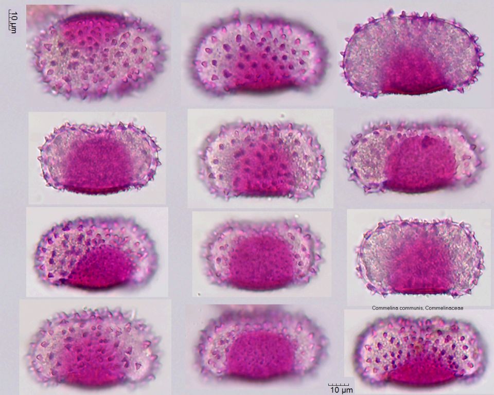 Pollen von Commelina communis