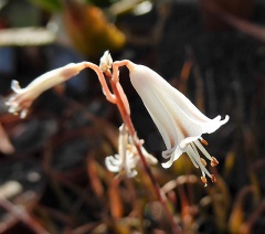 VAloe albiflora.JPG