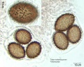 Tuber melanosporum (4).jpg