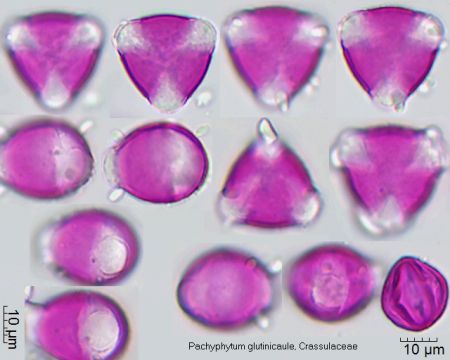 Pollen von Pachyphytum glutinicaule