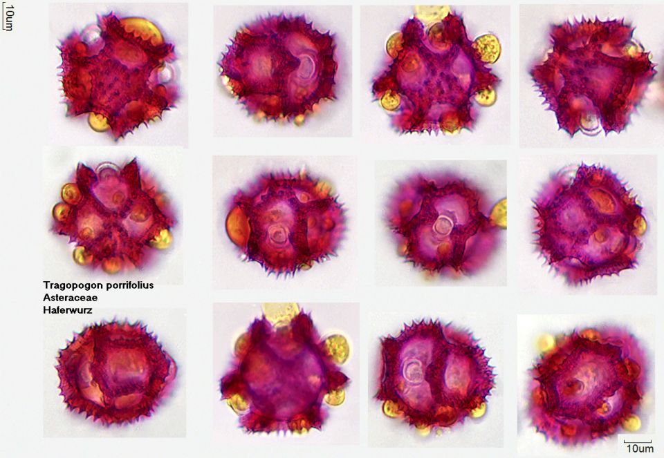 Pollen von Tragopogon porrifolius