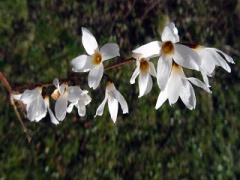 VAbeliophyllum distichum.JPG