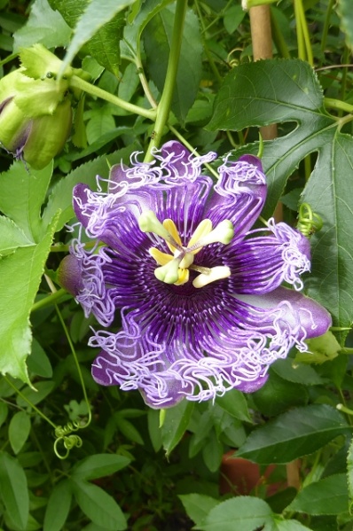 Datei:VPassiflora cincinnata.JPG