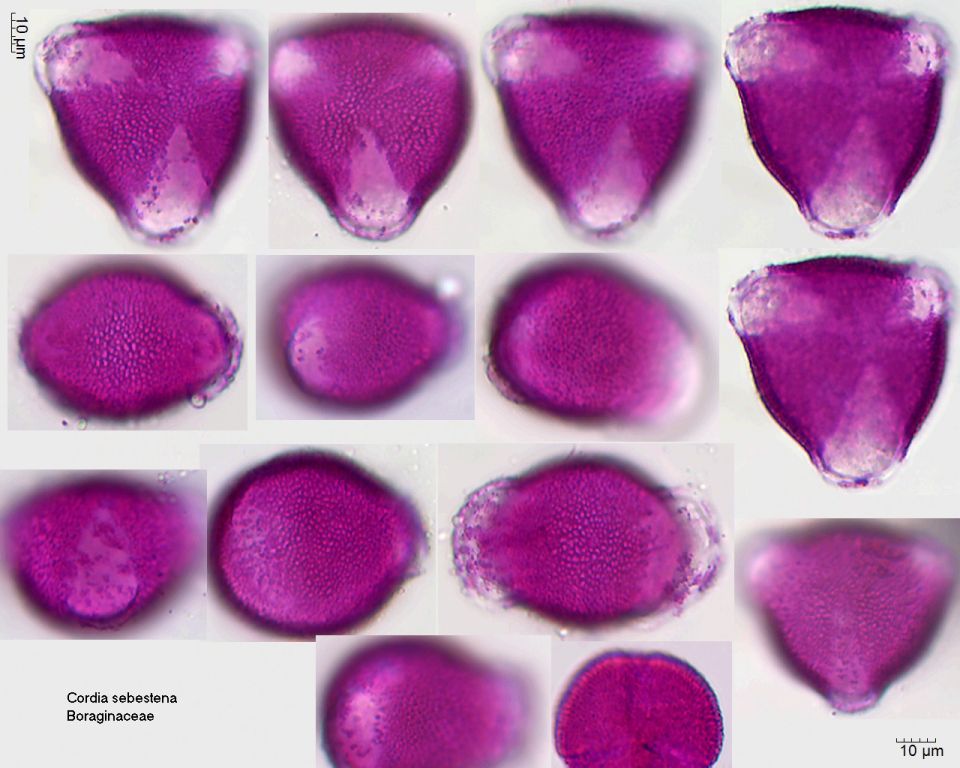 Pollen von Cordia sebestena