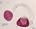 Asphodelus albus (2).jpg