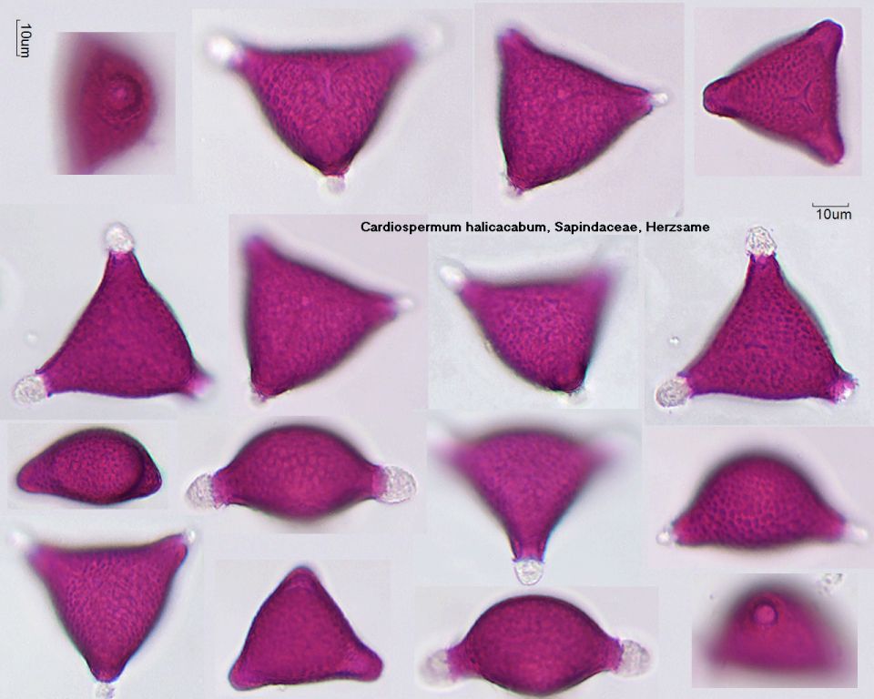 Pollen von Cardiospermum halicacabum