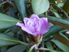 VRhododendron ponticum.JPG