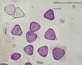 Chamelaucium uncinatum (2).jpg