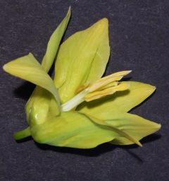 VFritillaria lutea.JPG