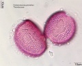 Dichelostemma pulchellum (1).jpg
