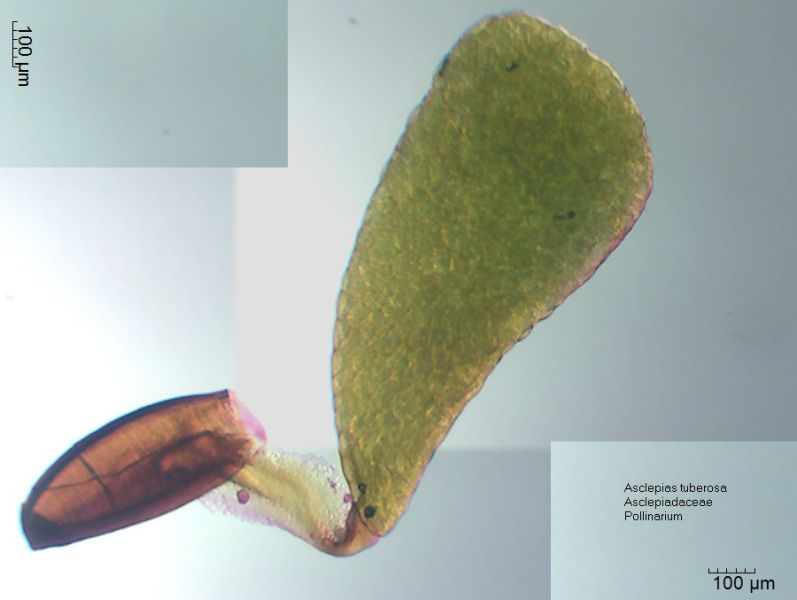 Datei:Asclepias tuberosa Pollinarium.jpg
