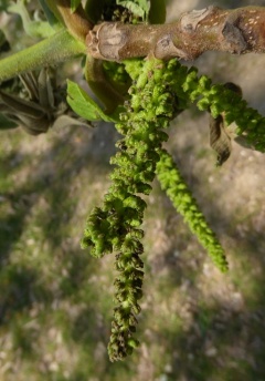 VJuglans ailantifolia.JPG
