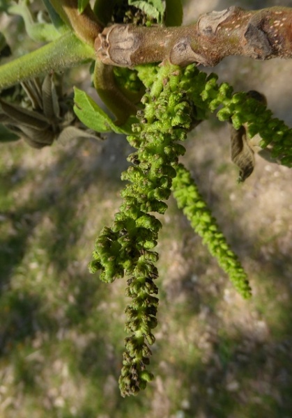 Datei:VJuglans ailantifolia.JPG