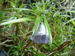 VNesocodon mauritianus.JPG
