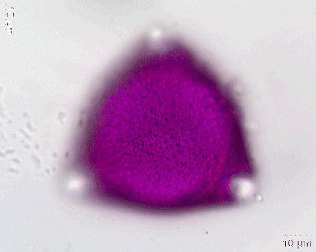 Pollen von Lonicera periclymenum, animiertes GIF