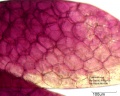 Asclepias fruticosa (1).jpg