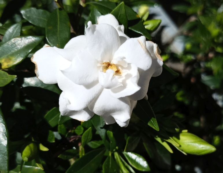 Datei:VGardenia jasminoides.JPG