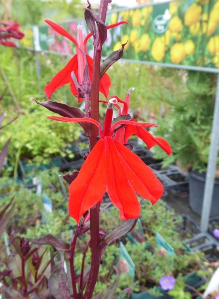 Datei:VLobelia splendens.JPG