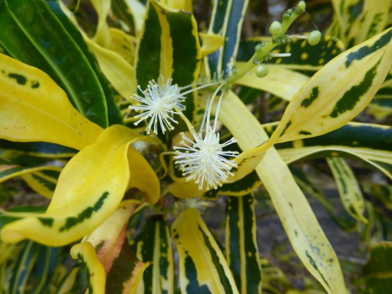 Datei:VCodiaeum variegatum.JPG