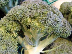 VBrassica oleracea(Broccoli).JPG