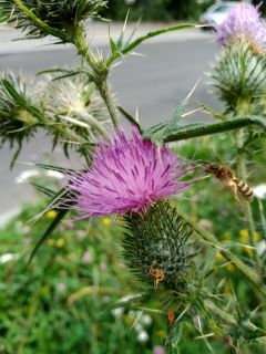 VCirsium vulgare.JPG