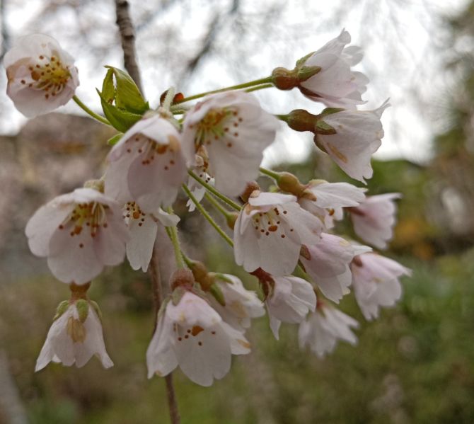 Datei:VPrunus subhirtella ssp pendula.JPG